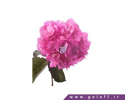 خرید آنلاین گل اورتانزیا پینک - Hydrangea | گل آف